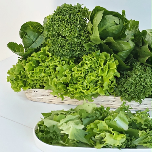 유러피안 샐러드 채소 1kg(버터헤드·로메인·카이피라·프릴아이스·케일 5종구성)